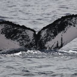 Fluke of BCZ0011