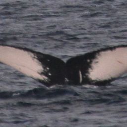 Fluke of PWF-NP_2671
