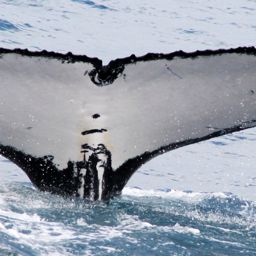 Fluke of HW-MN1101699