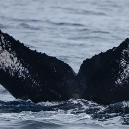 Fluke of CRC-11316