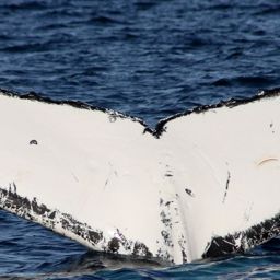 Fluke of HW-MN1101704