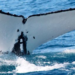 Fluke of TRUGANINI