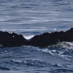 Fluke of CRC-18852