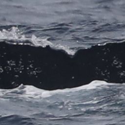 Fluke of CRC-19020