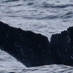 Fluke of CRC-18752