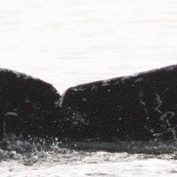 Fluke of CRC-19030