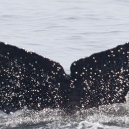 Fluke of CRC-18778