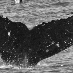 Fluke of CRC-12518
