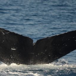 Fluke of CRC-16147