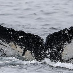Fluke of CRC-19035