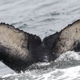 Fluke of CRC-19038