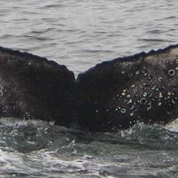 Fluke of CRC-19040
