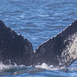 Fluke of CRC-18491