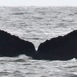 Fluke of CRC-18678