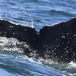 Fluke of CRC-19046