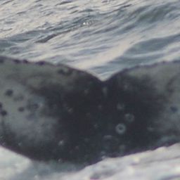 Fluke of CRC-18836