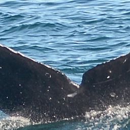 Fluke of CRC-19049