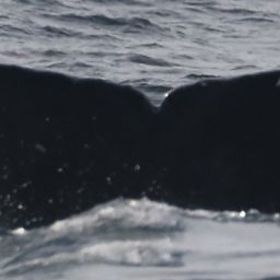 Fluke of CRC-18898