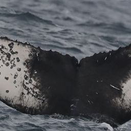 Fluke of CRC-19055
