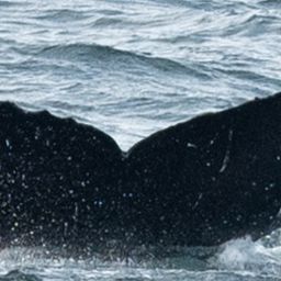 Fluke of CRC-19058