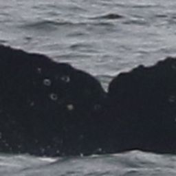 Fluke of CRC-19060