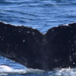 Fluke of CRC-20505