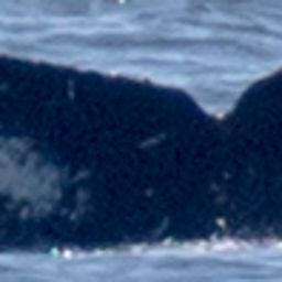 Fluke of CRC-18724