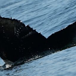 Fluke of CRC-20506