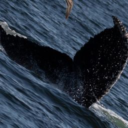 Fluke of CRC-19063