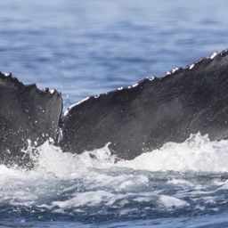 Fluke of CRC-19065
