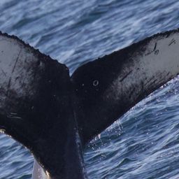 Fluke of Flip