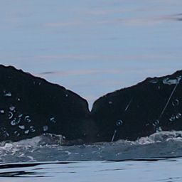 Fluke of CRC-18880