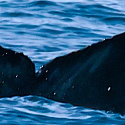 Fluke of CRC-18807