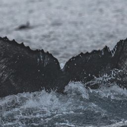 Fluke of CRC-19073