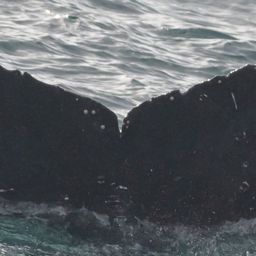 Fluke of CRC-19074