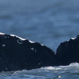 Fluke of CRC-19075