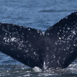 Fluke of CRC-19076