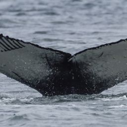 Fluke of Rocman