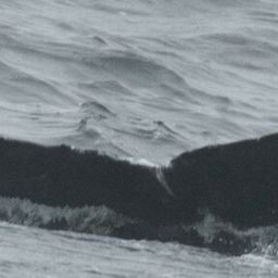Fluke of CRC-19083