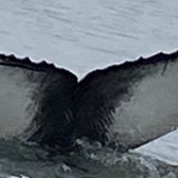 Fluke of CRC-19086