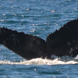 Fluke of CRC-16134