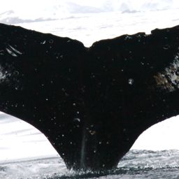 Fluke of HW-MN1302971
