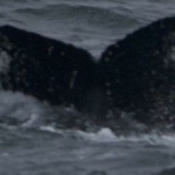 Fluke of HW-MN1302984