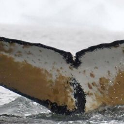 Fluke of HW-MN1302986