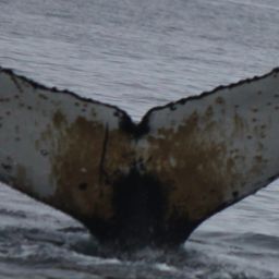 Fluke of HW-MN1303006