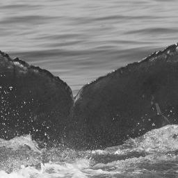 Fluke of CRC-15185