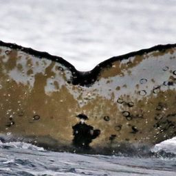 Fluke of HW-MN1303014