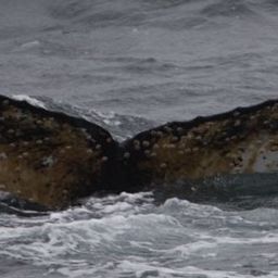 Fluke of HW-MN1303018