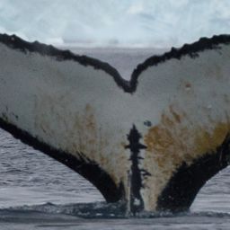Fluke of HW-MN1303020