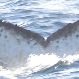 Fluke of HW-MN1303027